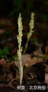 珍稀野生植物出没！密云雾灵山首次发现“北京无喙兰”